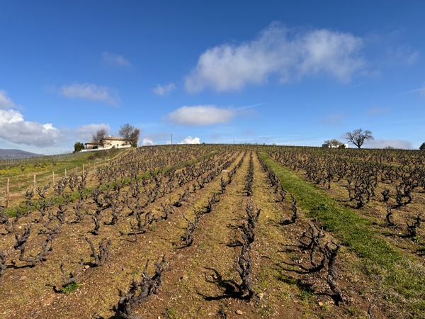 Devenez propriétaire de vignes