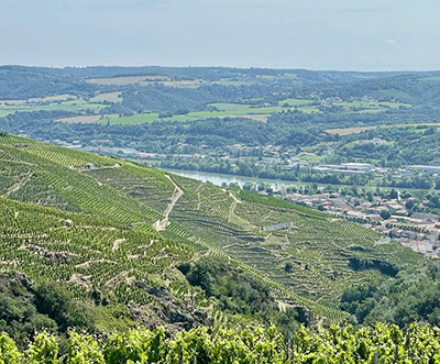 Devenez propriétaire de vignes