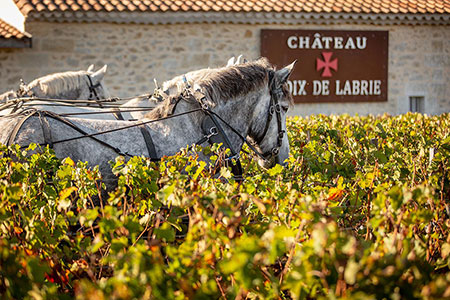 Devenez propriétaire de vignes